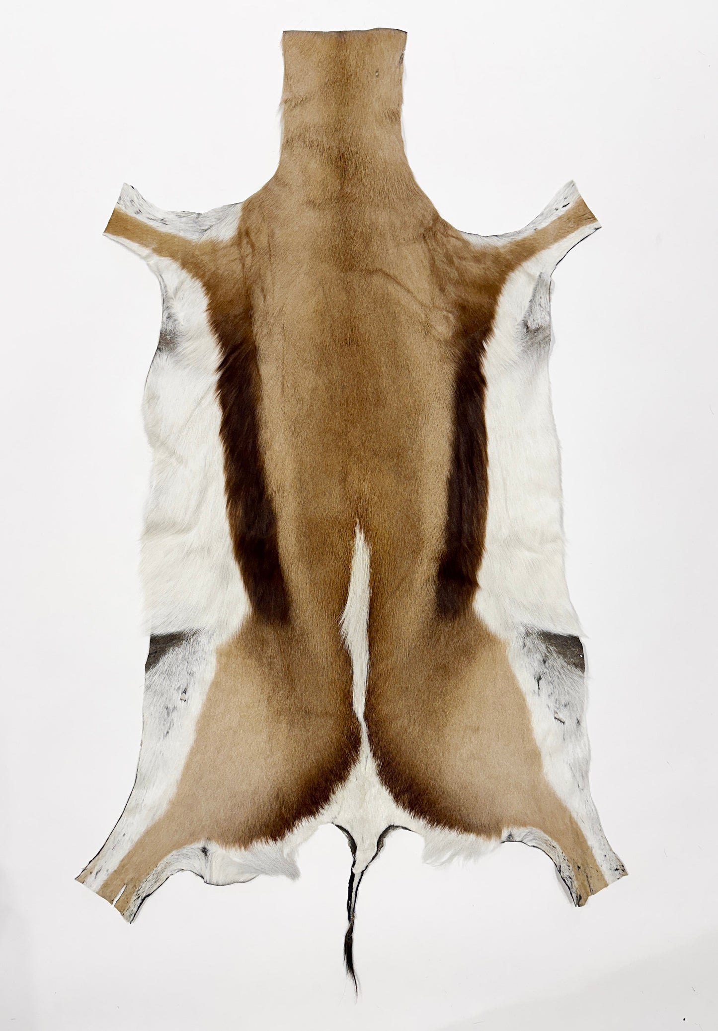 springbok hide