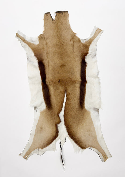 springbok hide