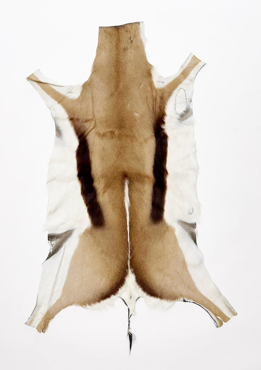 springbok hide