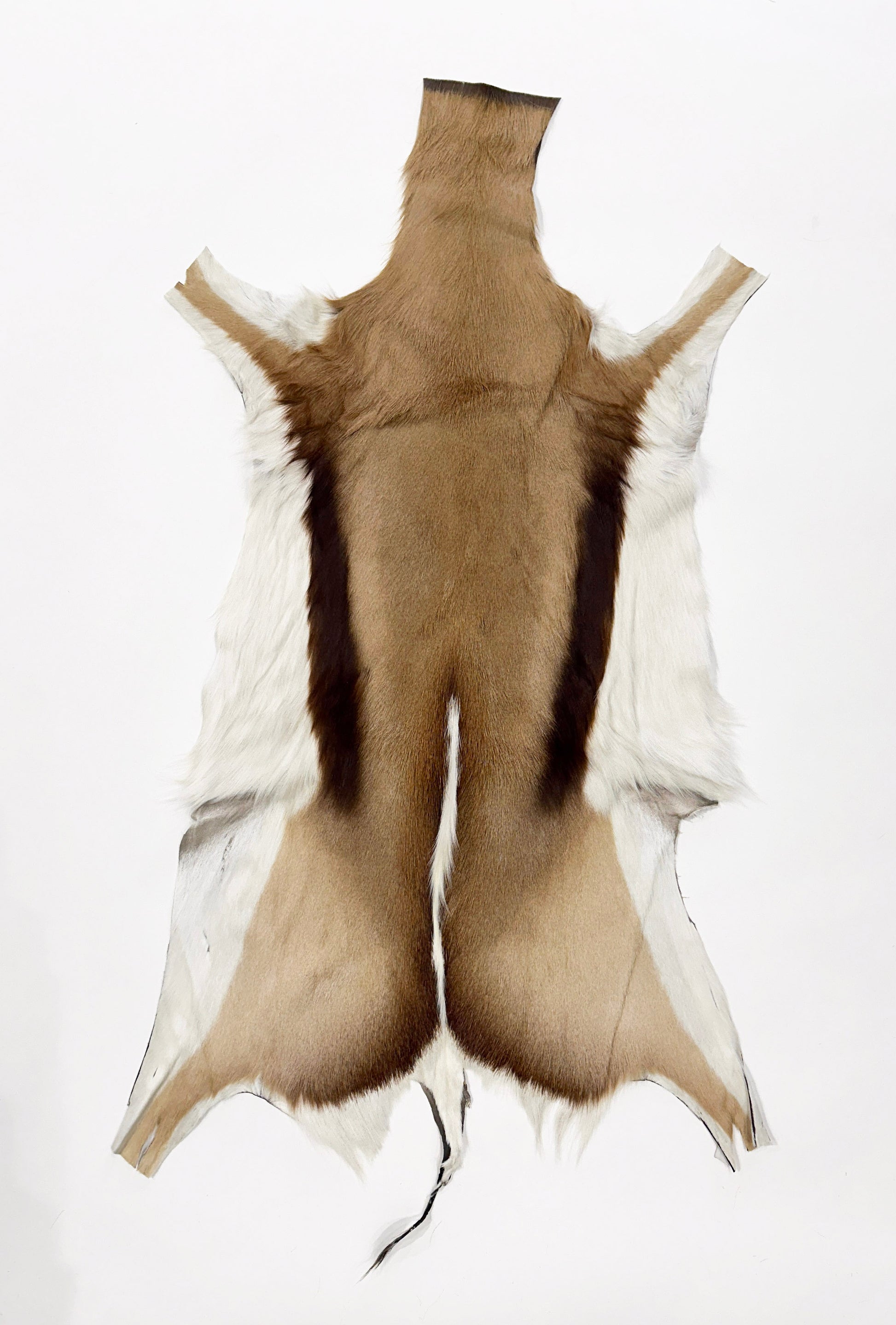 springbok hide