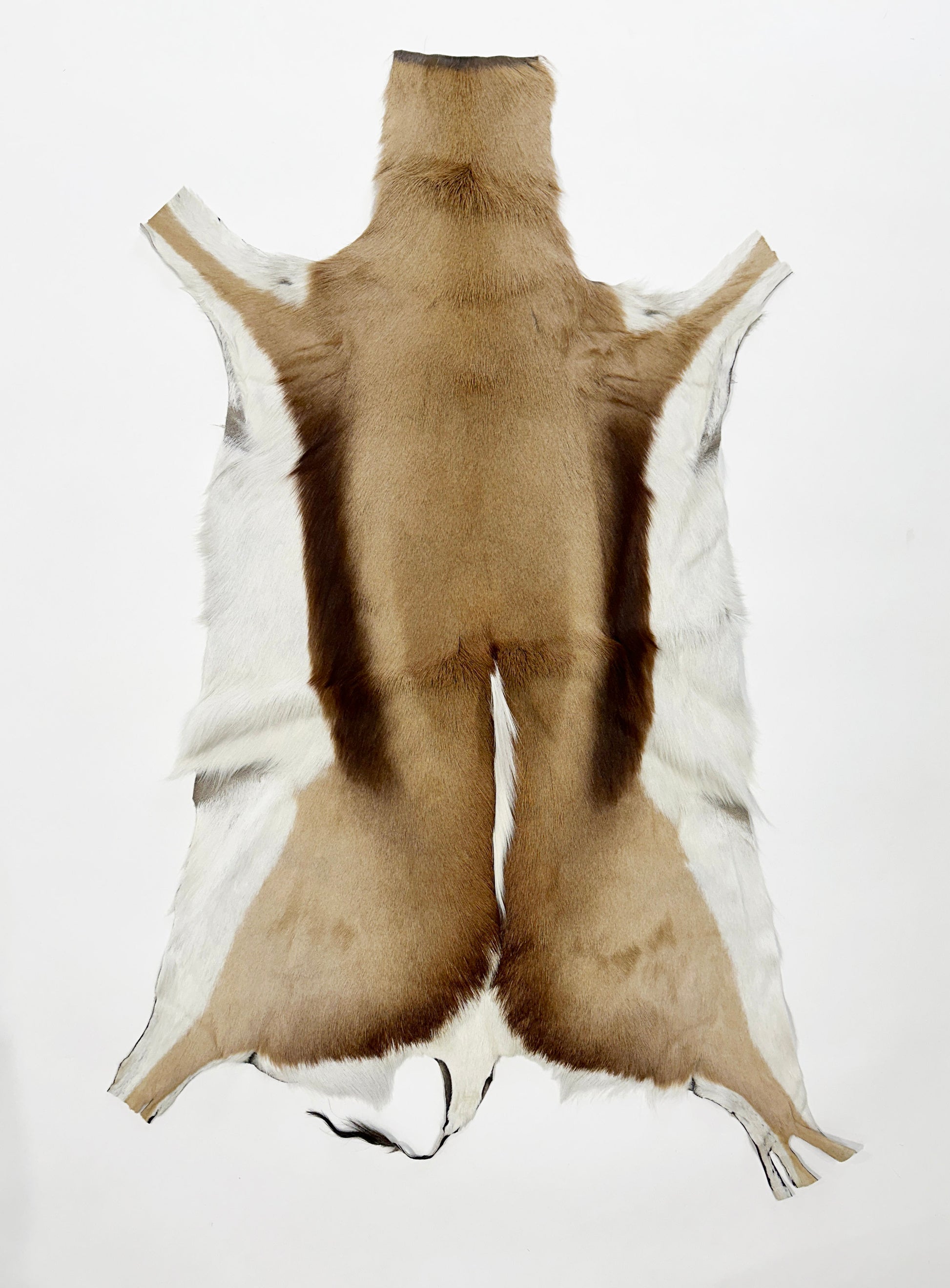 springbok hide