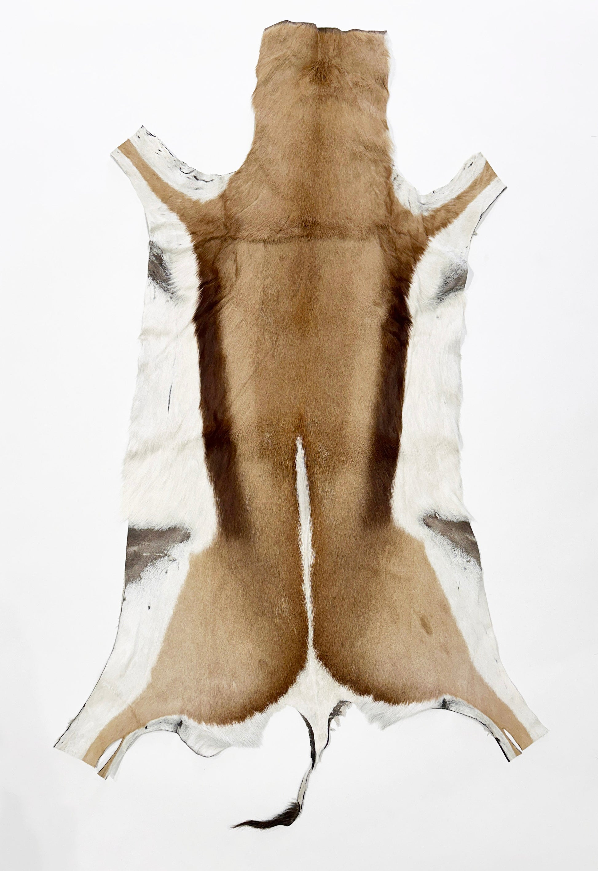 springbok hide