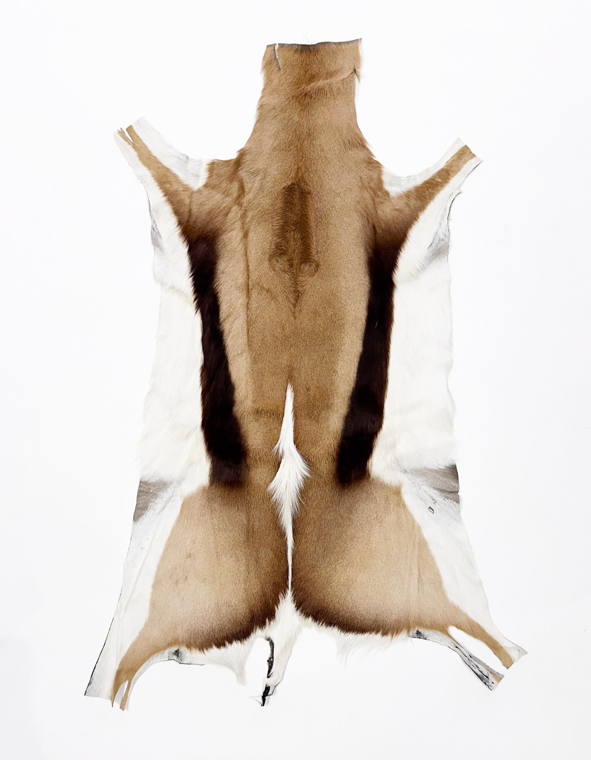 springbok hide