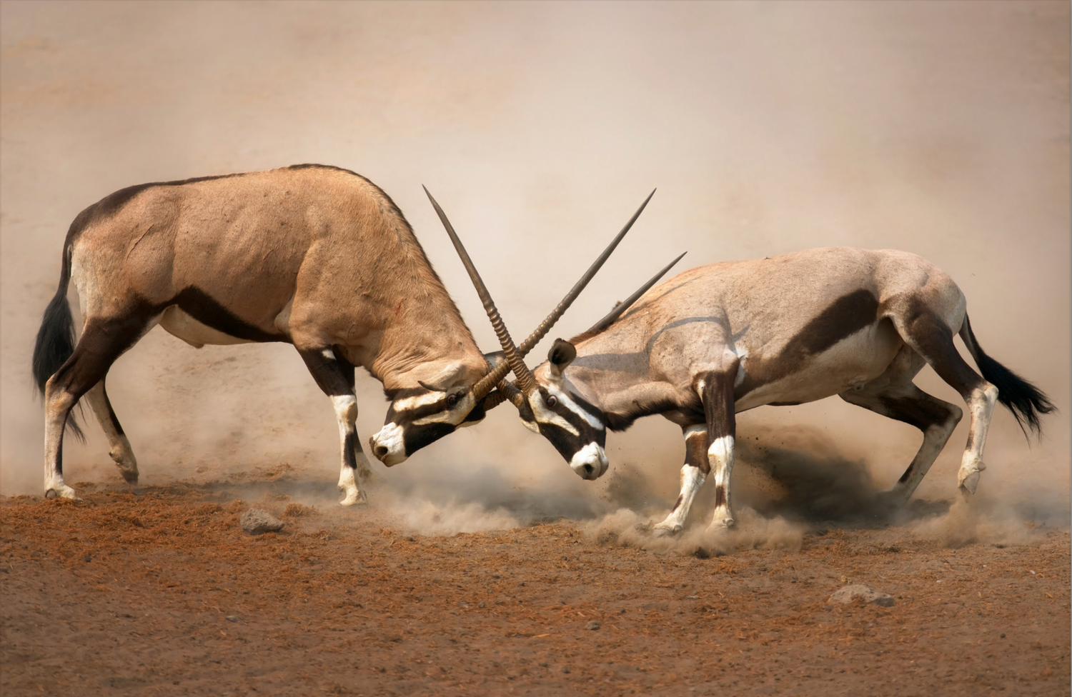 oryx gemsbok hide