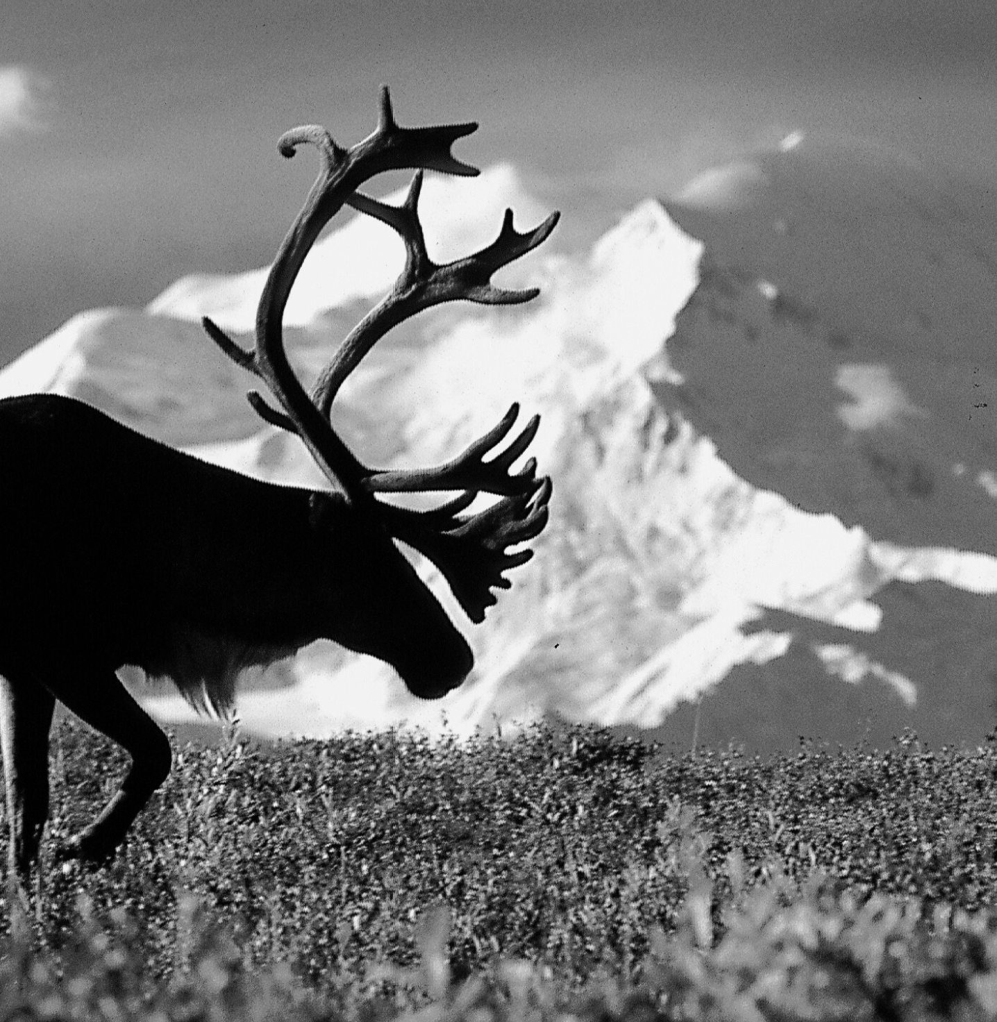 caribou hides