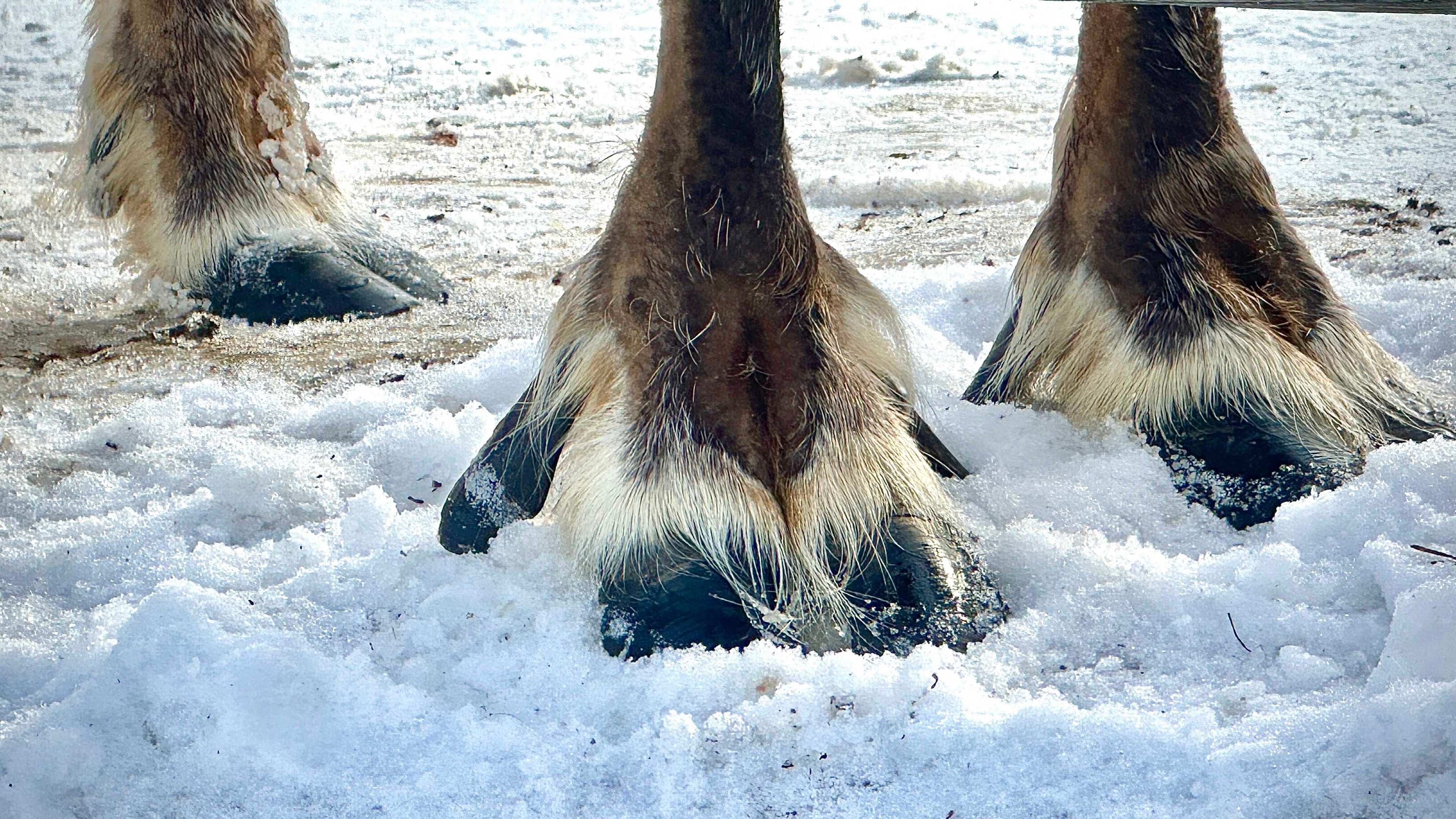 caribou animal hide