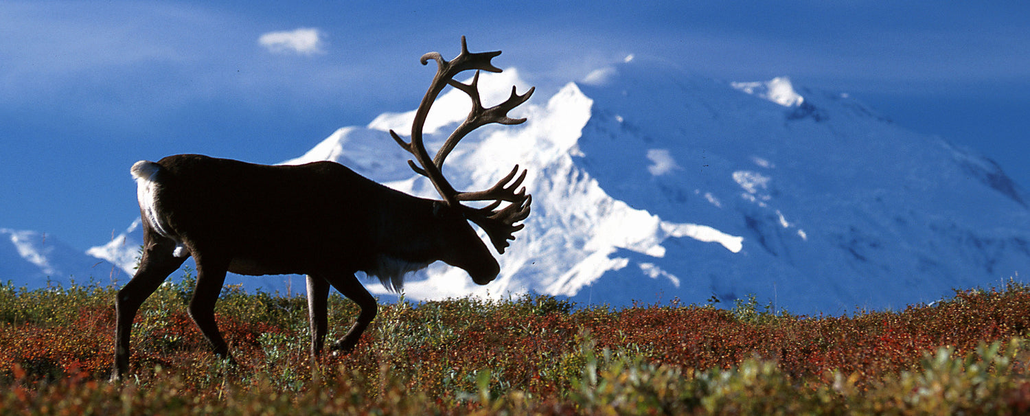 caribou animal hide