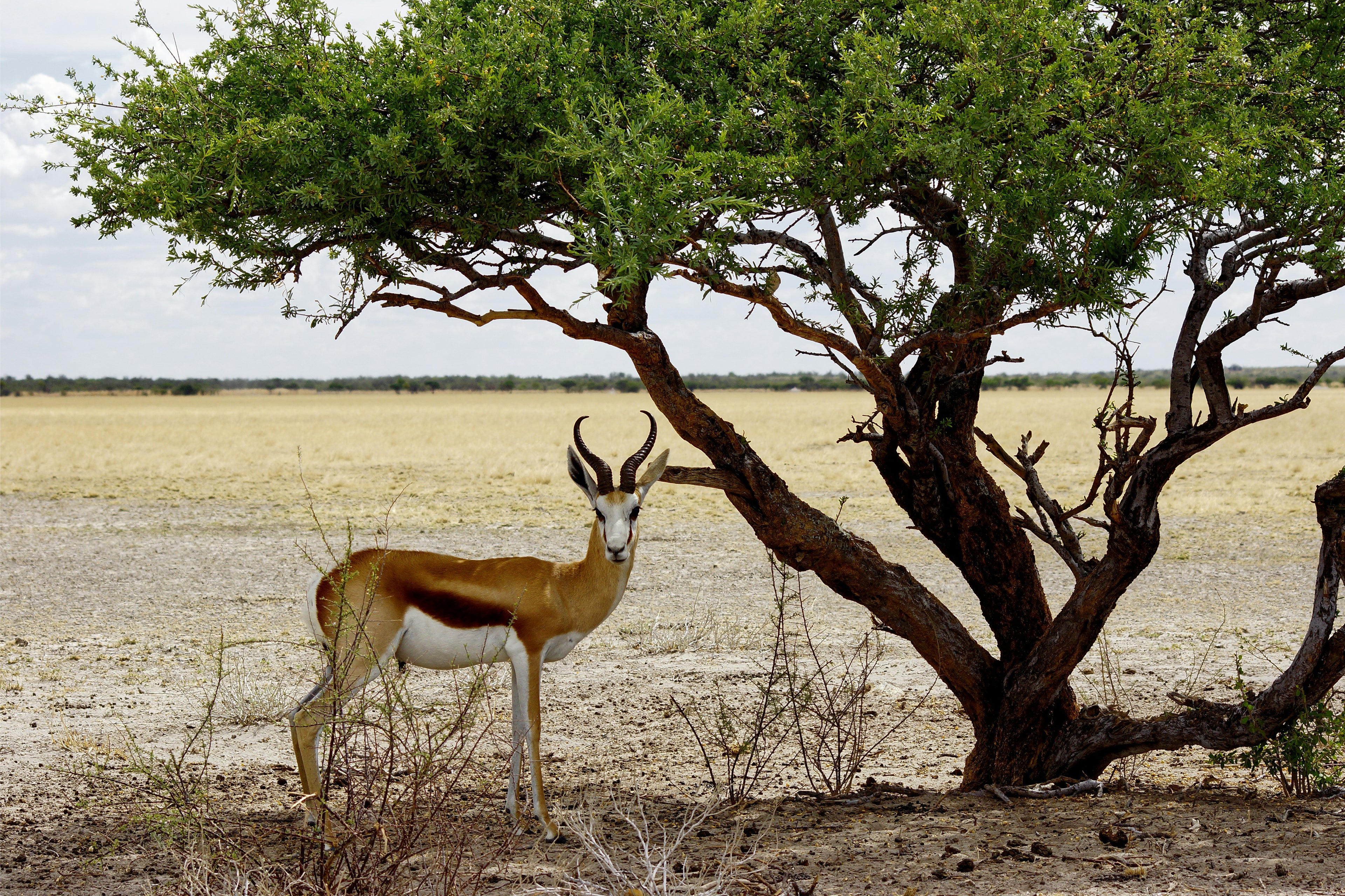 springbok hides