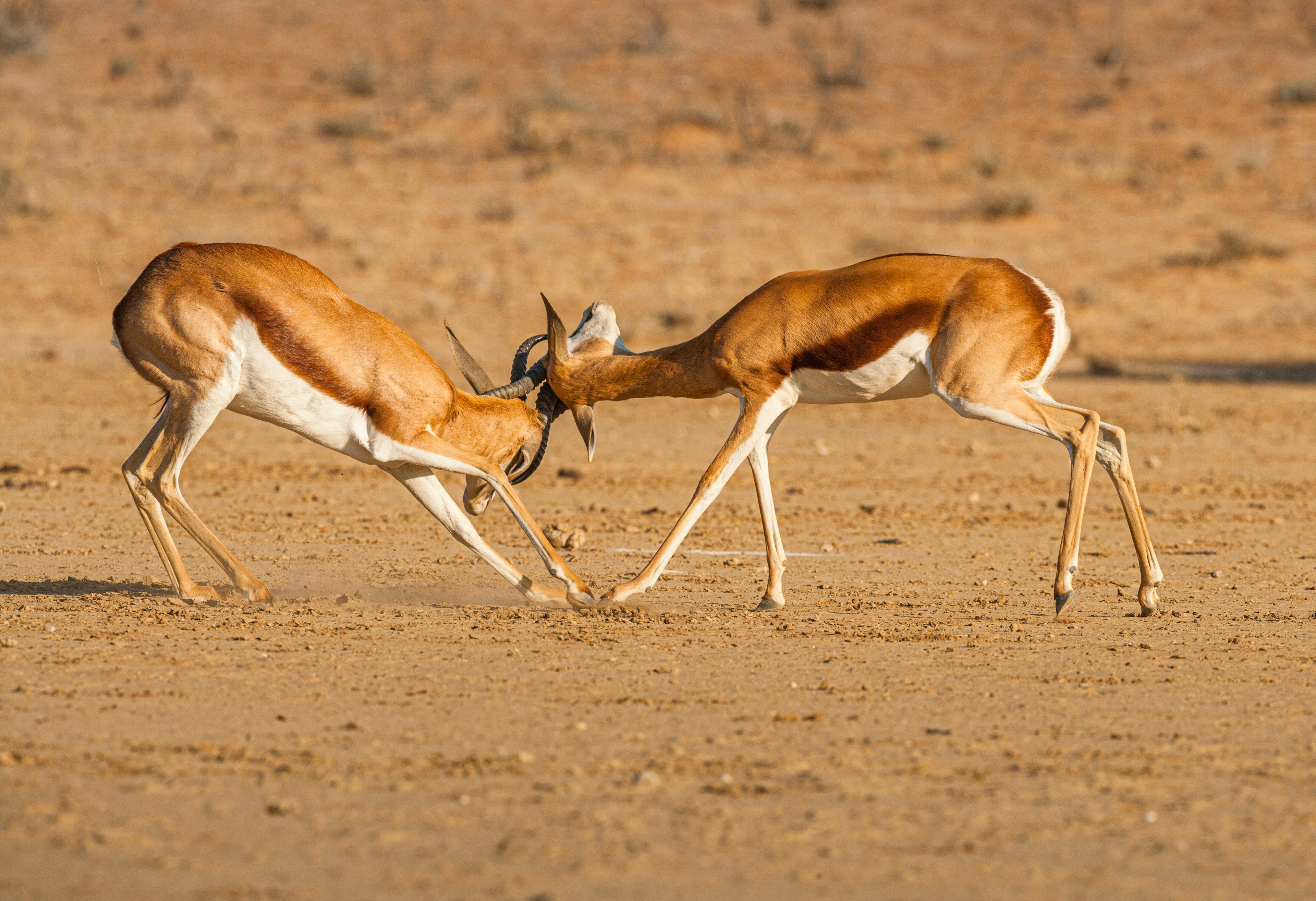 springbok hides