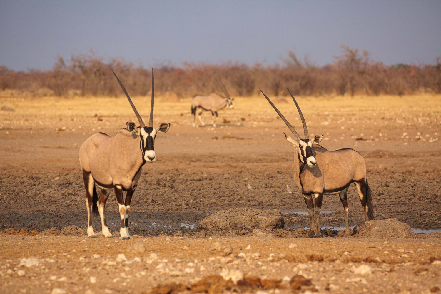 gemsbok animal hide