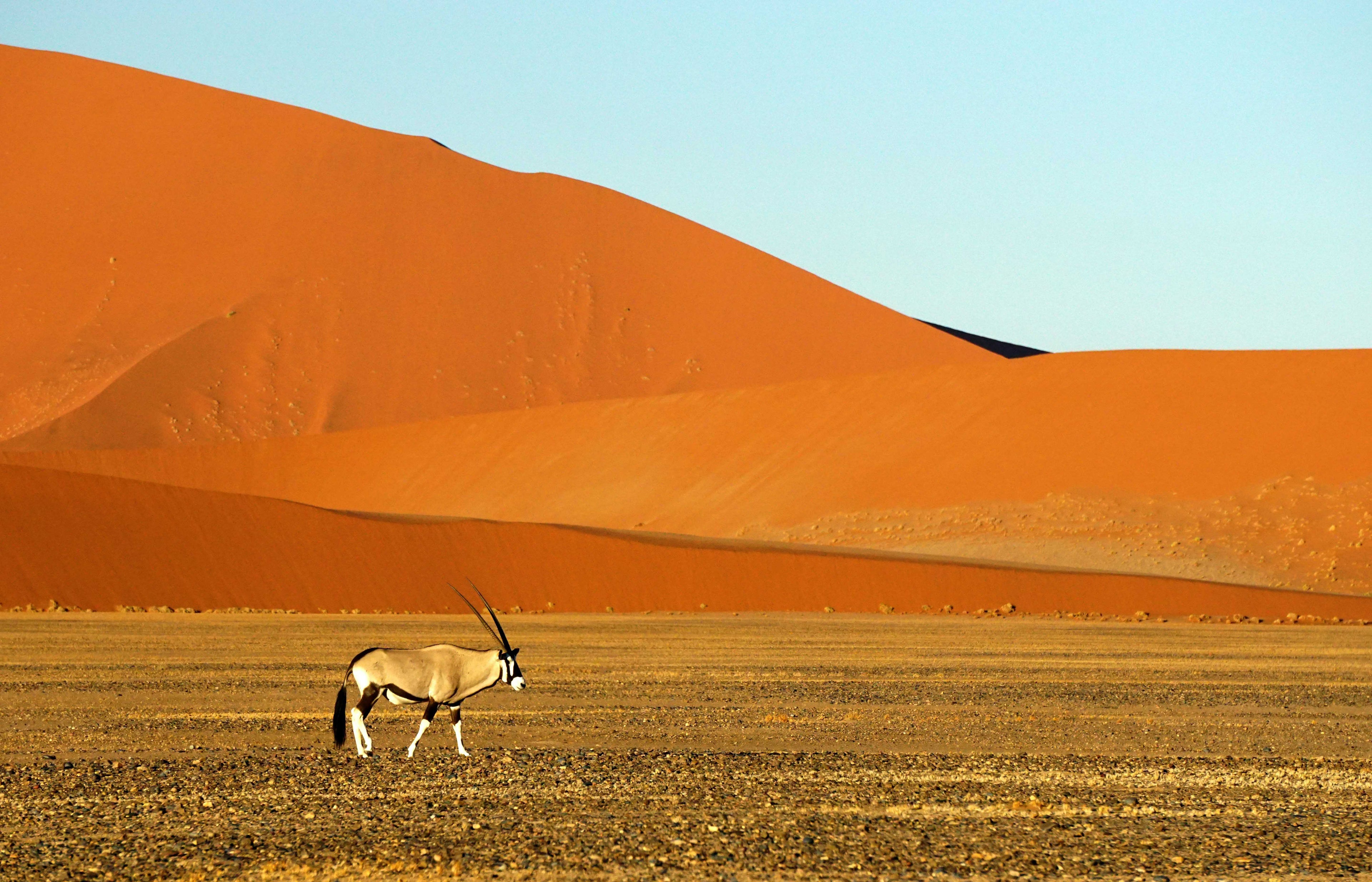 gemsbok animal hide