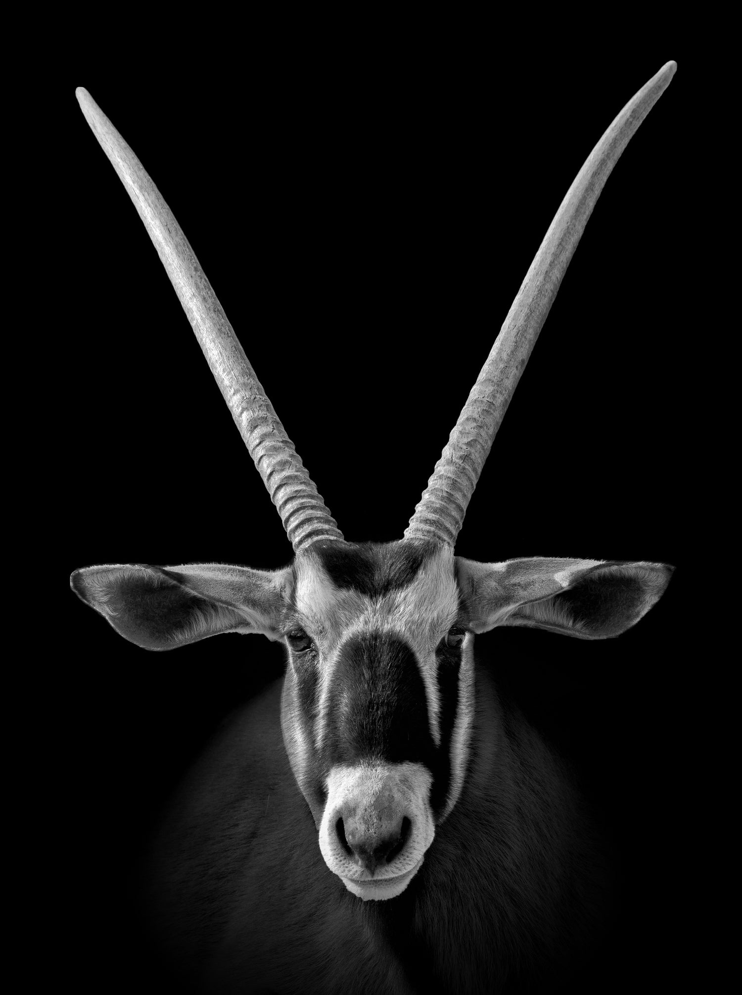 gemsbok animal hide