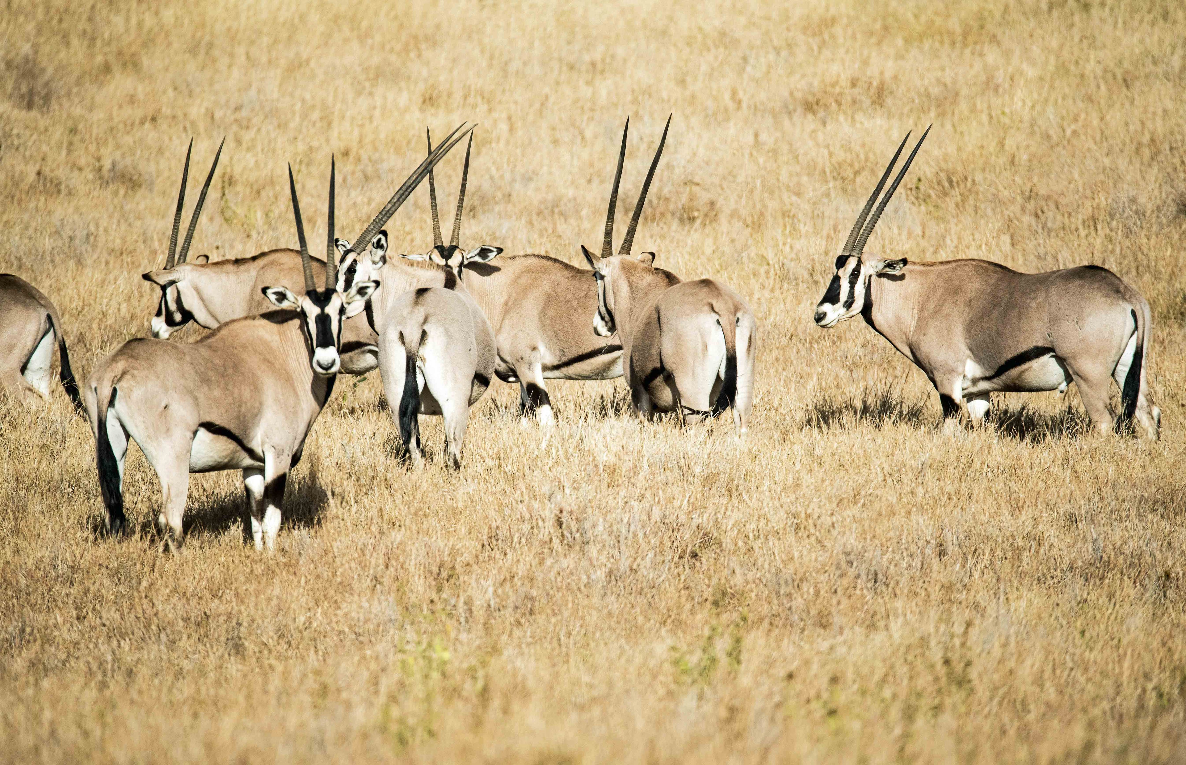 gemsbok animal hide