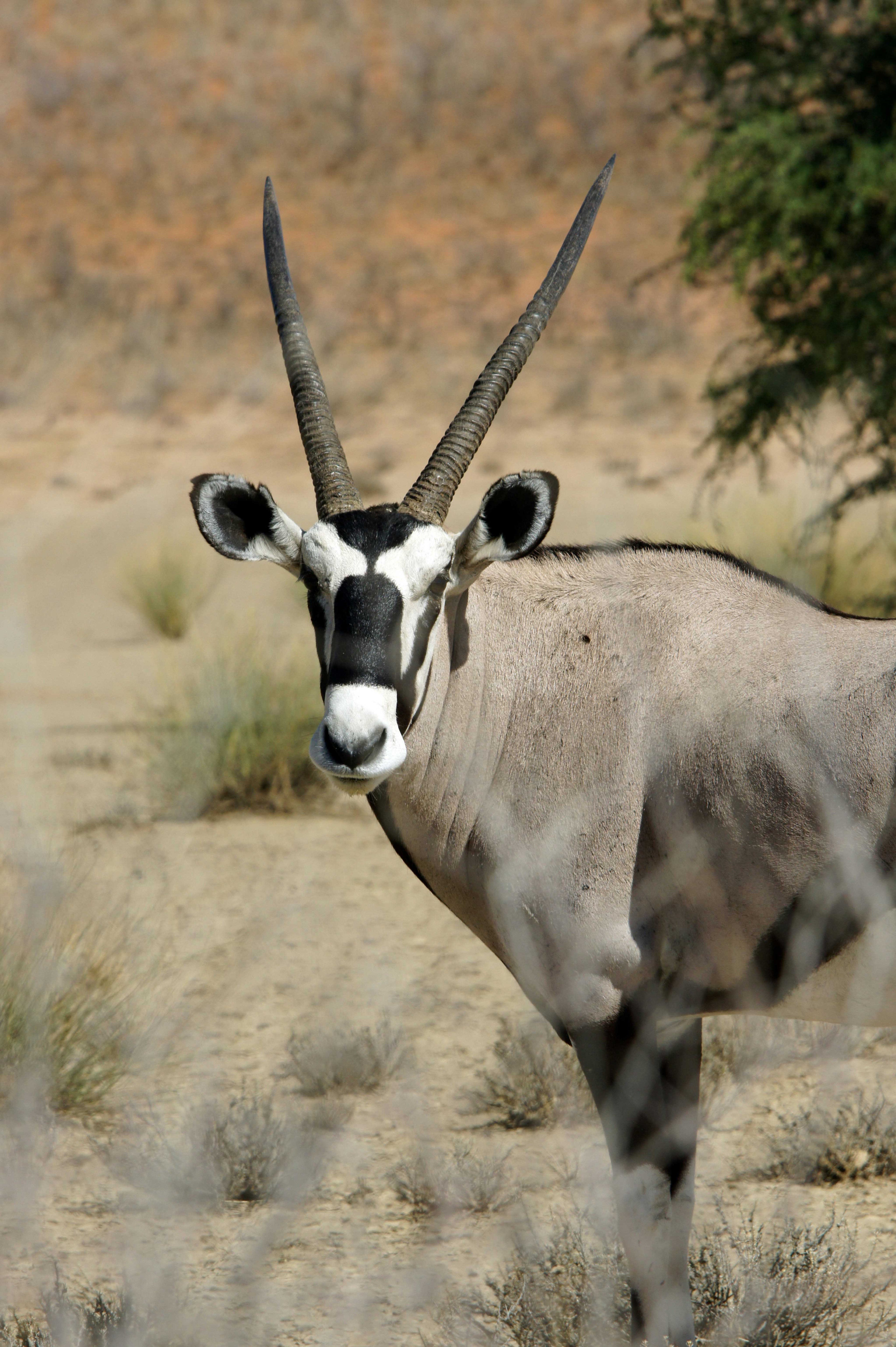 gemsbok animal hide